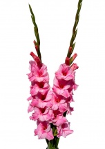 Julio 'Джуліо'