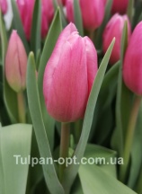 Джамбо Пинк