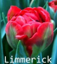 Лимерик