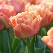 Лорензо 'Lorenzo'