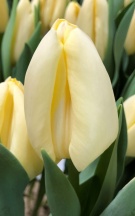 Малайзия 12+