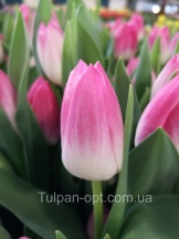 Мемфис Memphis