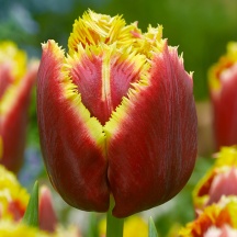 Меркурі 'Mercure'