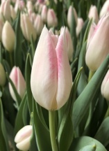 Мики Чик 'Mickey Chic'