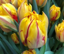 Монселла /Monsella/