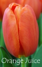 Оранж Джус 