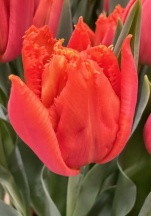 Оранж Пешн 'Orange Passion'