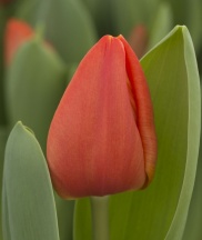 Оранж Шерпа 'Orange Sherpa'