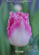 Оссер 'Auxerre'