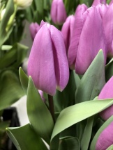 Парадеро 'Paradero'