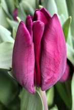 Пати Найт /Party Night/