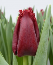 Фили Бель 'Philly Belle'