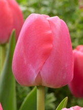Пінк Прайд 'Pink Pride'