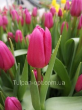 Пинк Марлен