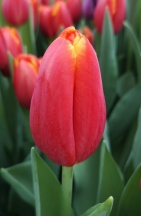 Пауэр Плей 'Power Play'