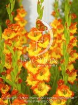 PR MARGARETH ROSE