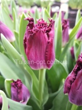 Пурпл Кристал