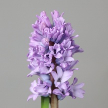 Гіацинт Пурпл Стар 'Purple Star'