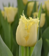 Ребеліас Єллоу 'Rebellious Yellow'