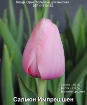 Салмон Импрешшен 14+