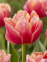 Салмон Симбіоз 'Salmon Symbiose'