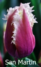 Сан Мартин San Martin