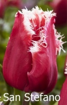 Сан Стефано 