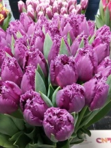 Сан Луиз 'San Luiz'