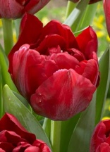 Скарлет Верона 'Scarlet Verona'