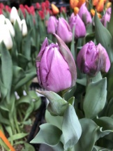 Сопрано /Soprano/