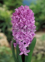 Сплендид Корнелия