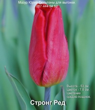 Стронг Ред=Ред Голд