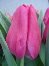 Світ Розі 'Sweet Rosy'