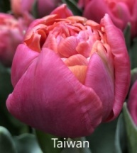 Тайвань 'Taiwan'