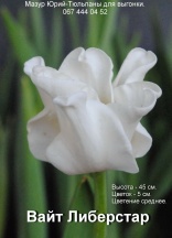 Вайт Либерстар 