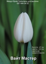 Вайт мастер