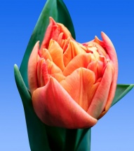 Валдивия Valdivia