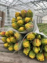 Вуельта 'Vuelta'