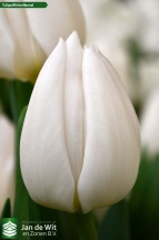 Вайт Марвел 