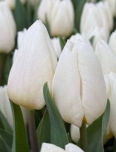 Вайт Рівер 'White River'