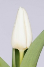 Вайт Спіріт 'White Spirit'