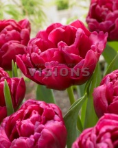 Ворлд Боул 'World Bowl'