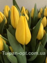 Йеллоу Мастер 'Yellow Master'