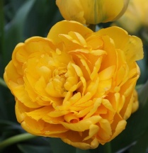 Єллоу Помпонет 'Yellow Pomponette'