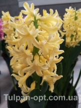 Йеллоу Стоун