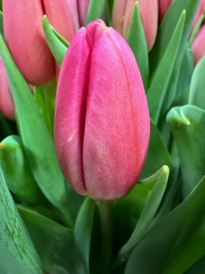 Айс Пінк 'Ace Pink'