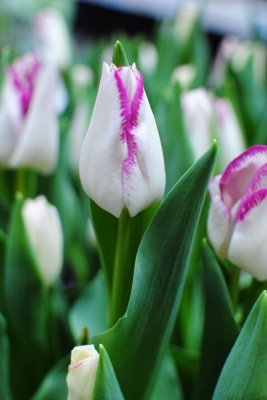 Афейр /Affaire/