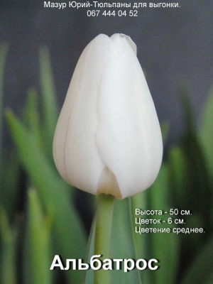 Альбатрос /Albatros/