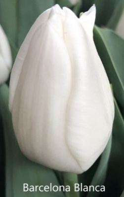 Барселона Бланка 11/12