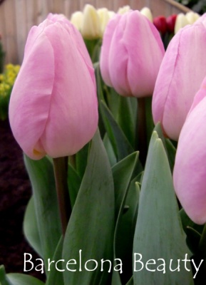 Барселона Бютти 11/12